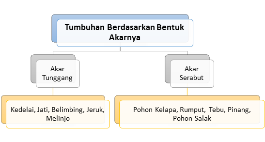 B. KLASIFIKASI TUMBUHAN BERDASARKAN BENTUK AKARNYA